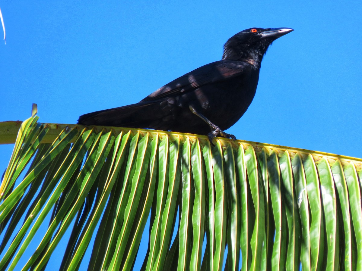 White-necked Crow - ML524523701
