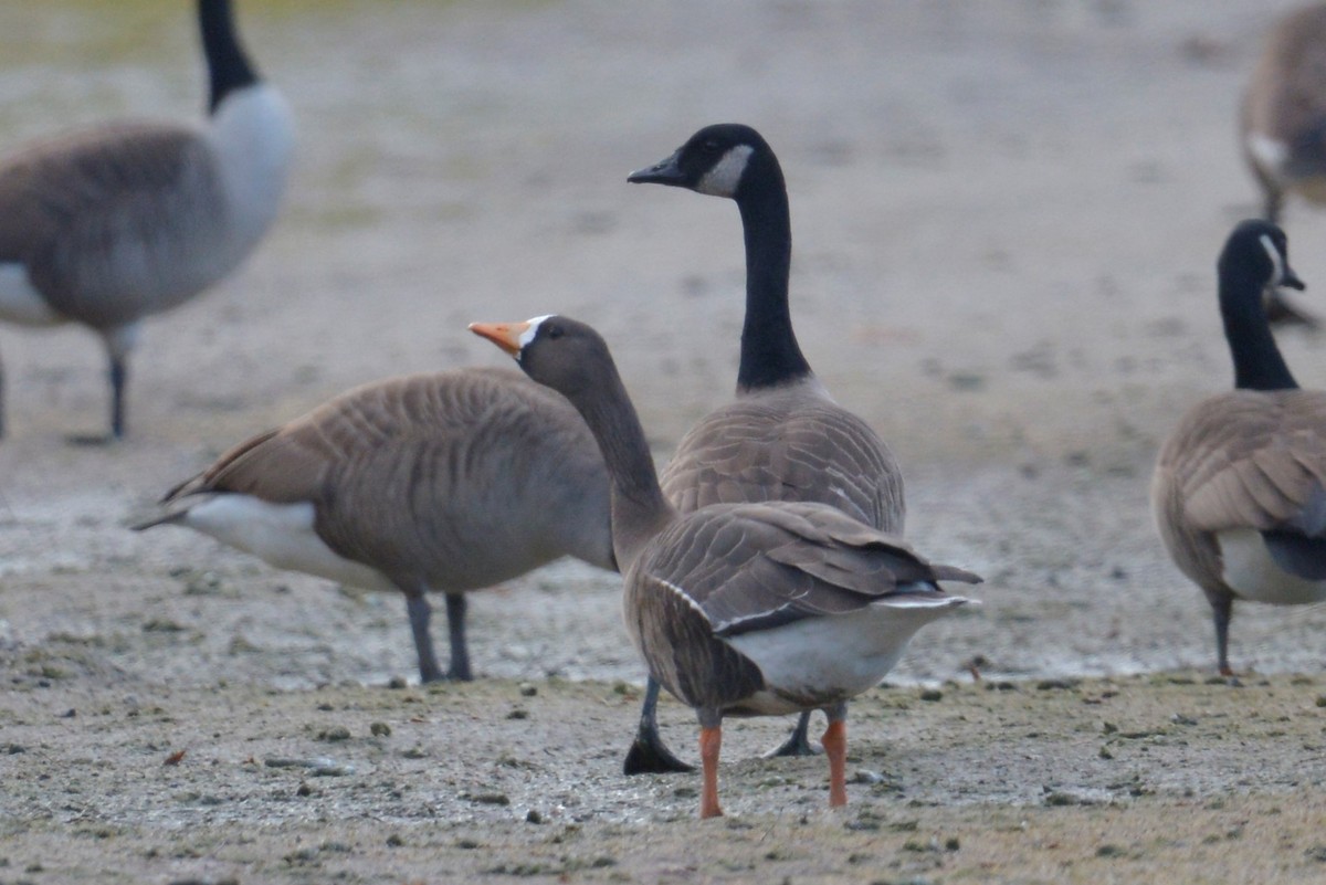 Greater White-fronted Goose - ML524525571