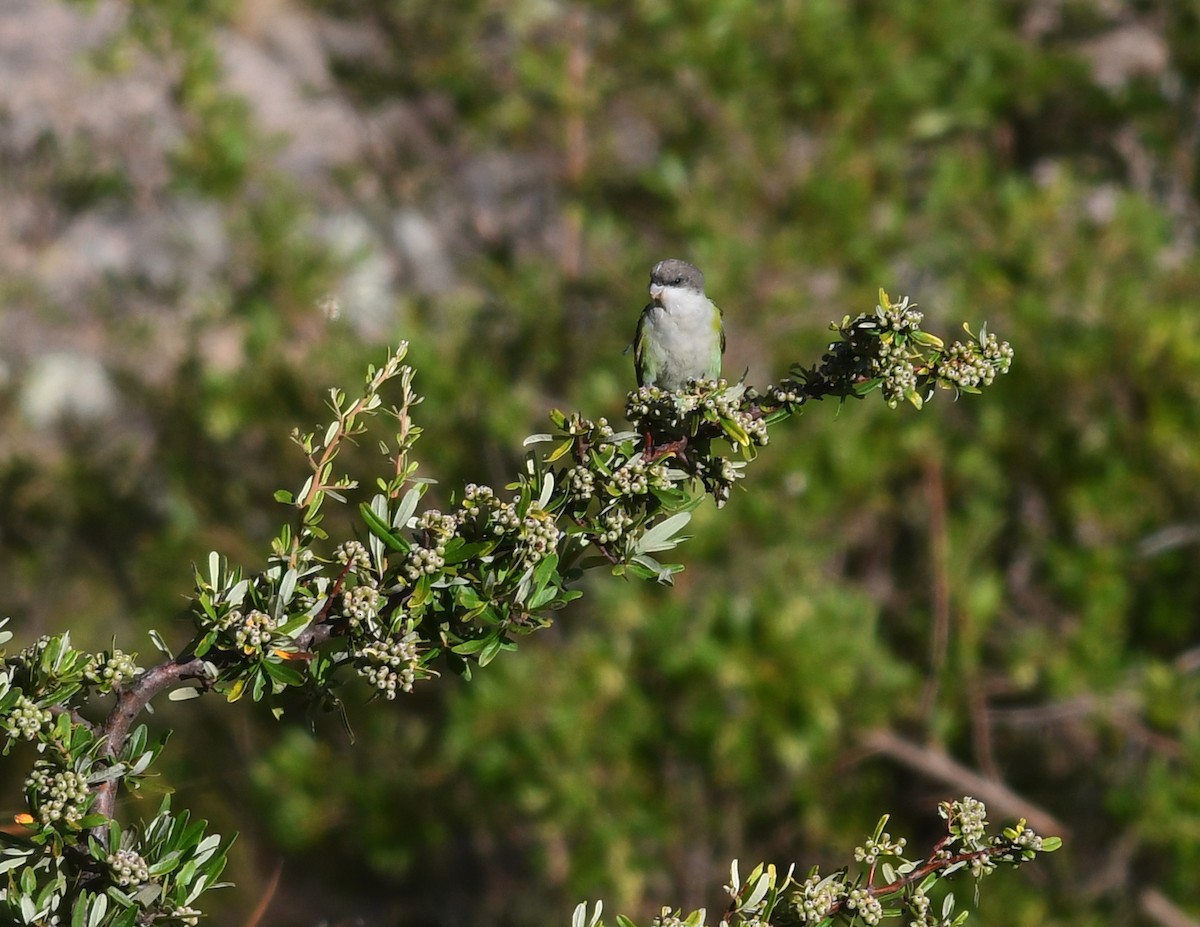 Gray-hooded Parakeet - ML524526361