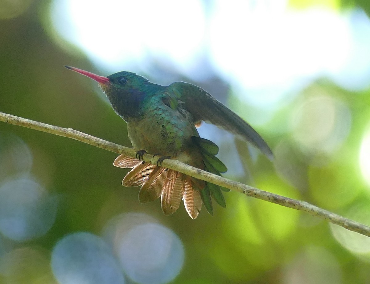 Blue-throated Goldentail - ML524531511