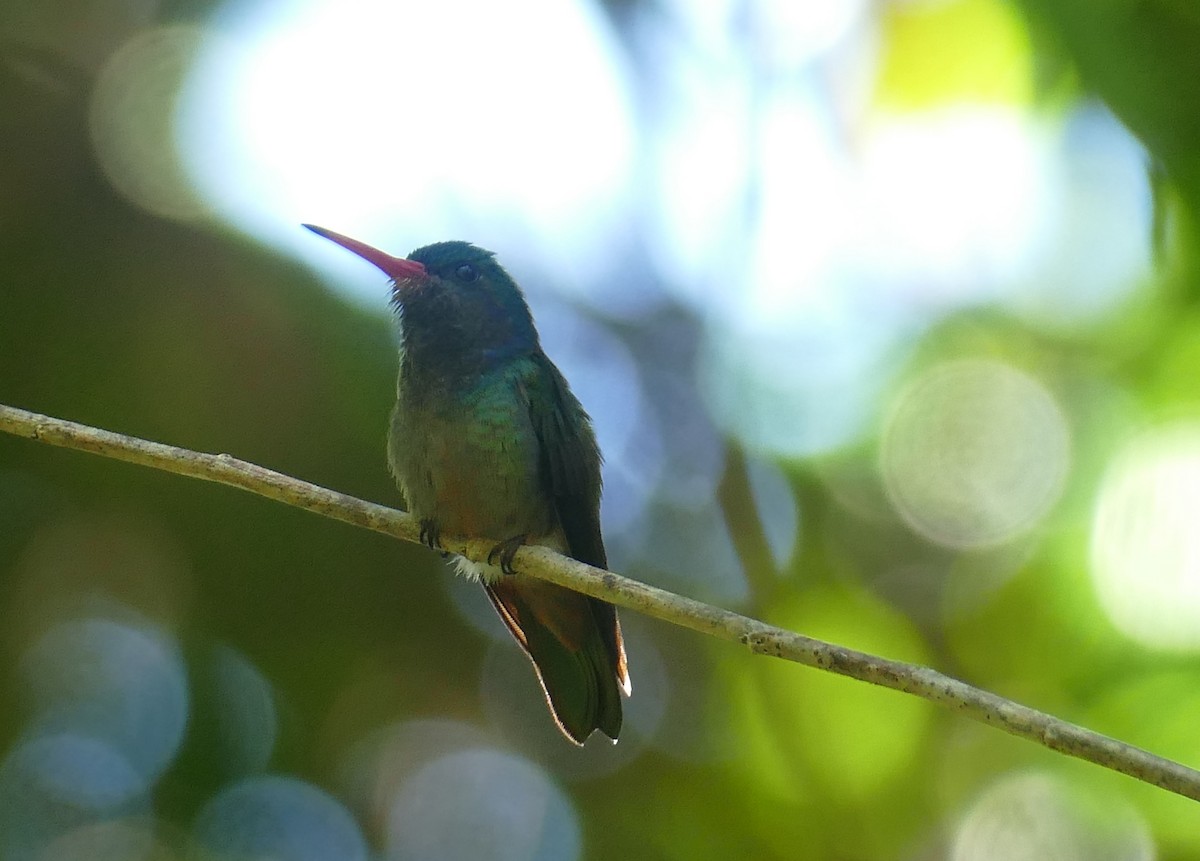 Blue-throated Goldentail - ML524531521