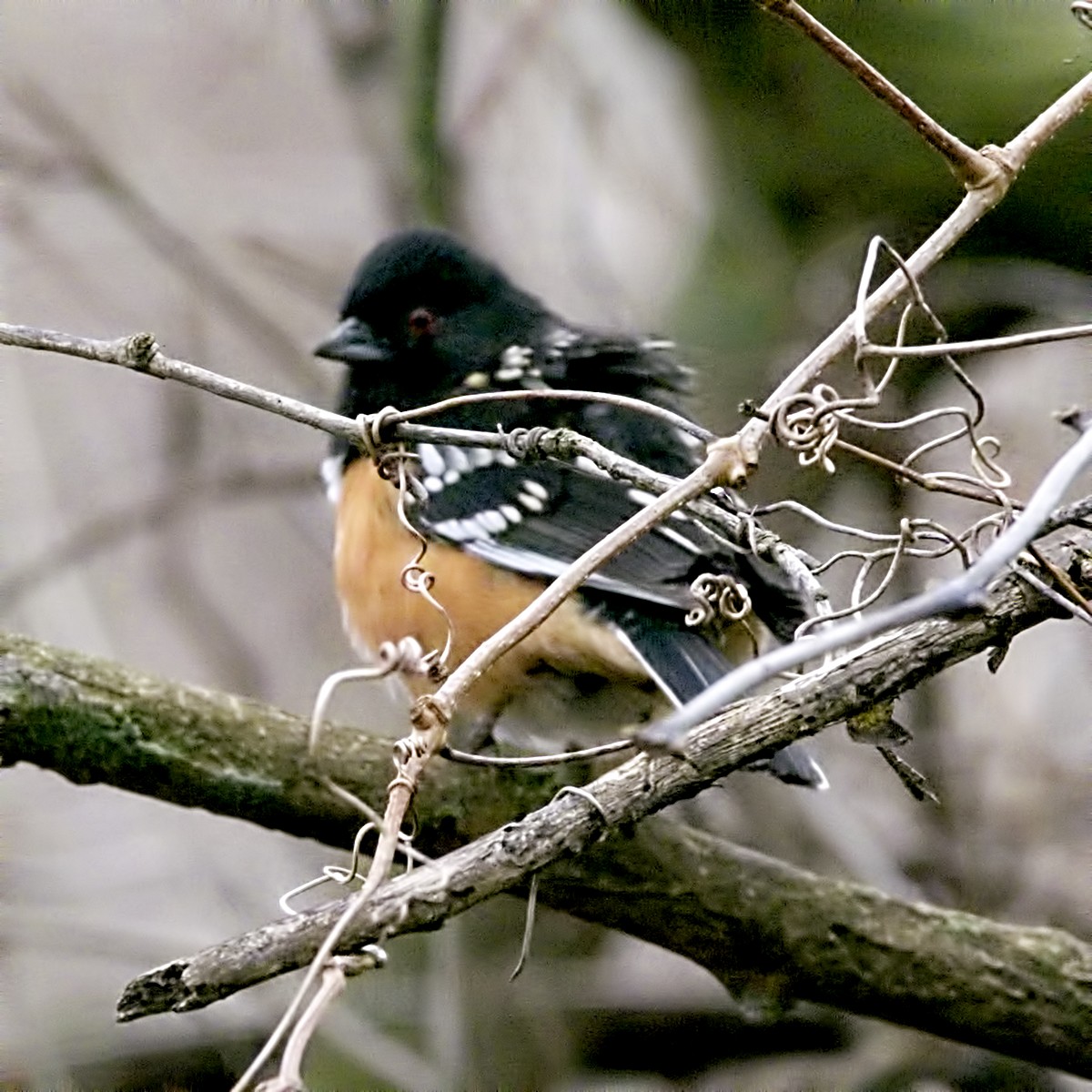 Spotted Towhee - ML52453801