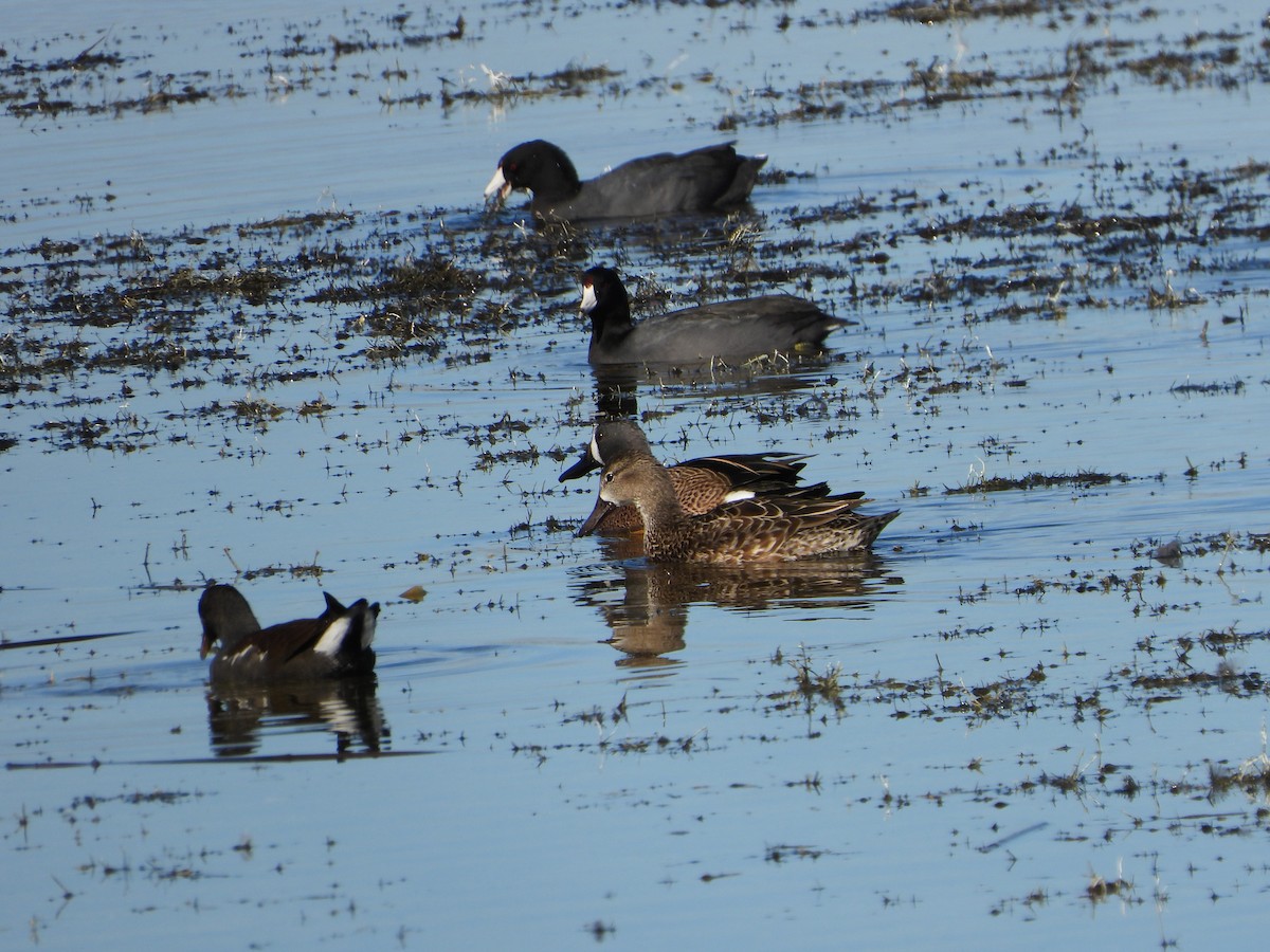 eBird Checklist - 15 Jan 2023 - Sem-Chi Rice Mill - 46 species (+2 ...