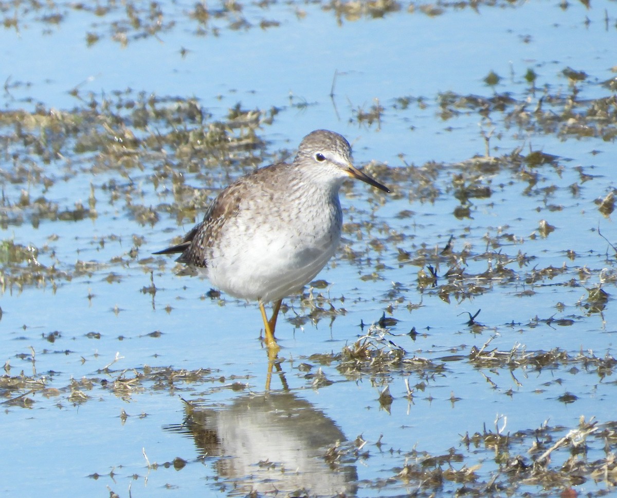 Lesser Yellowlegs - Mark Penkower