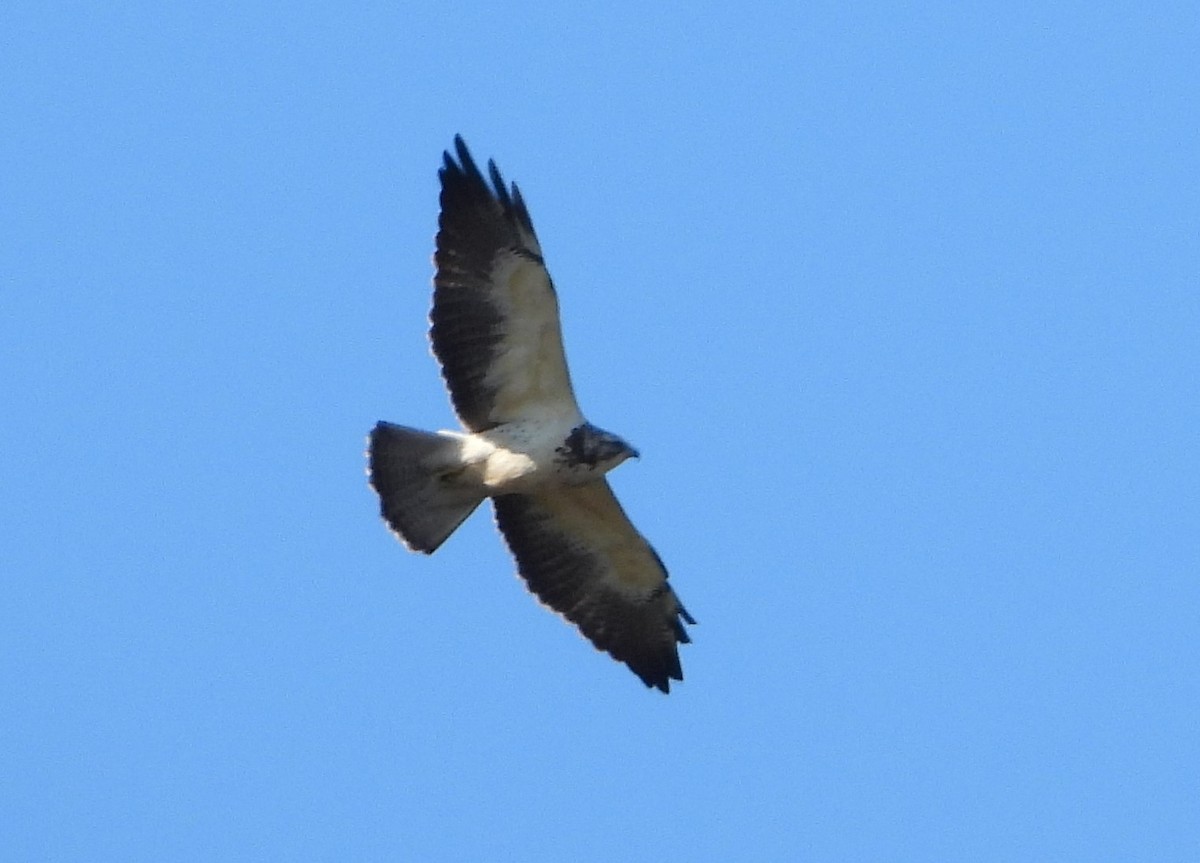 Swainson's Hawk - Mark Penkower