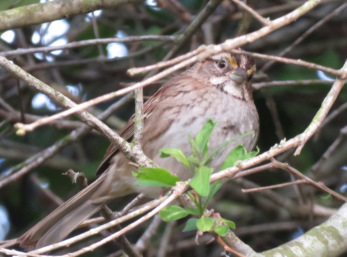 White-throated Sparrow - ML524548221
