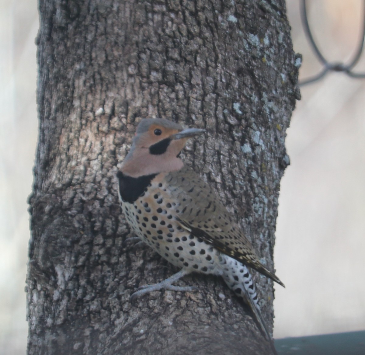 Northern Flicker (Yellow-shafted) - ML524549801