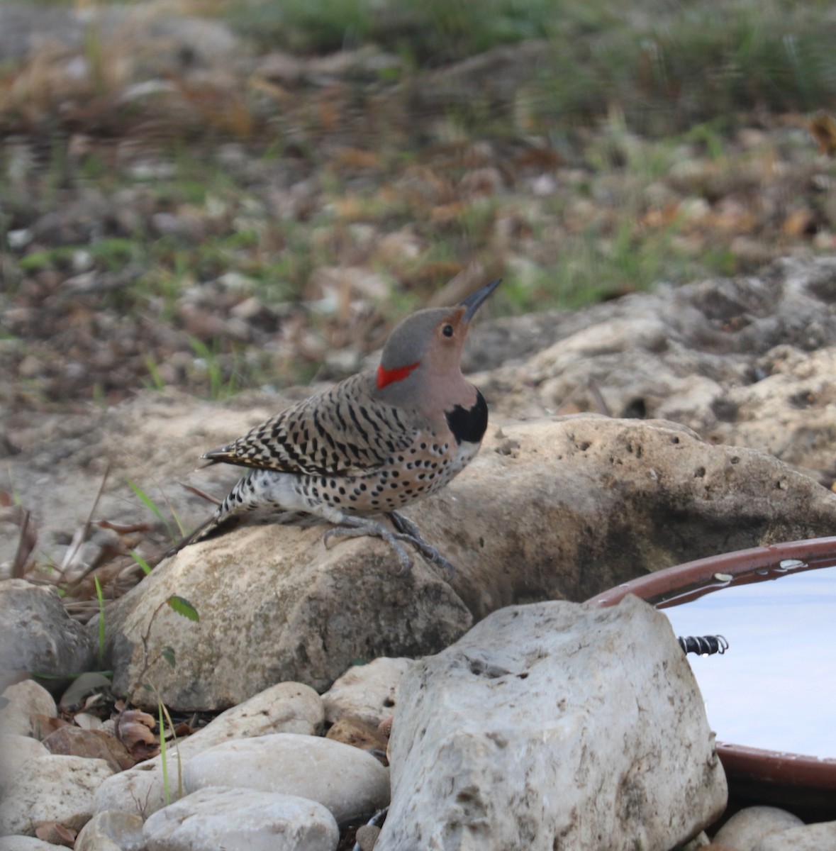 Northern Flicker (Yellow-shafted) - ML524549811