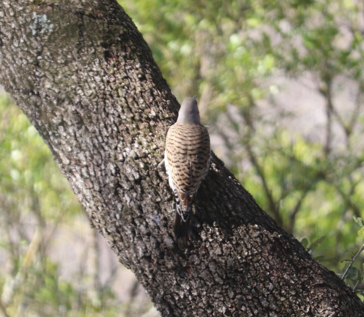 Northern Flicker (Yellow-shafted) - ML524549821