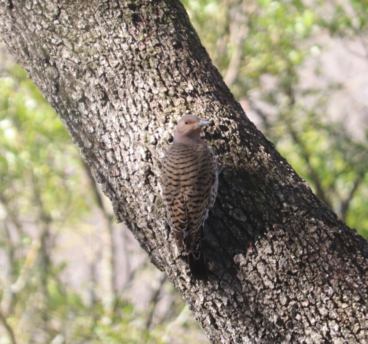Northern Flicker (Yellow-shafted) - ML524549831
