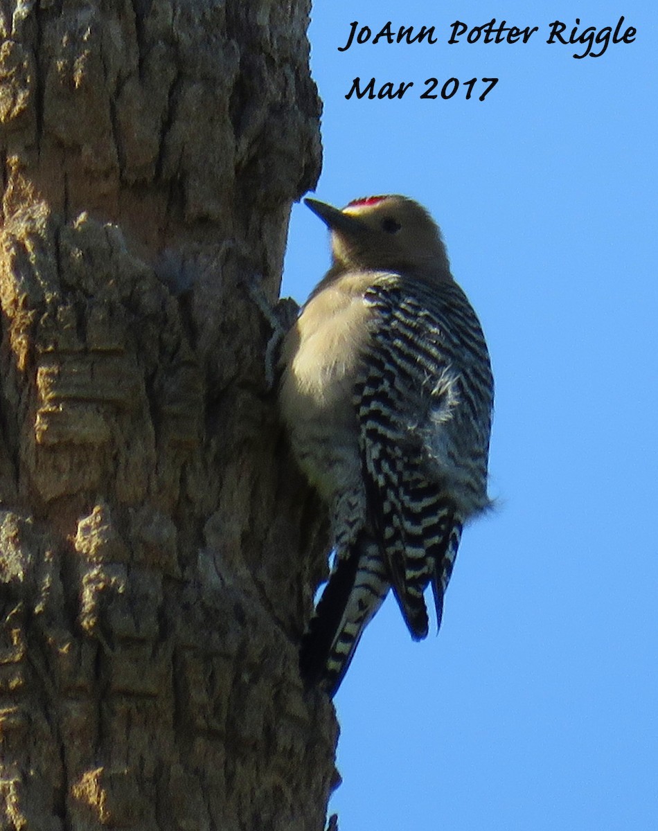 Gila Woodpecker - ML52455031