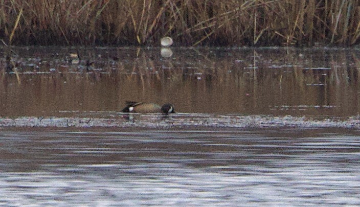 Blue-winged Teal - ML524550681