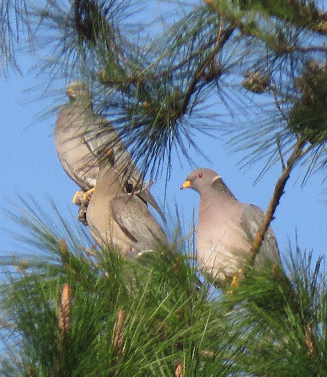 Band-tailed Pigeon - ML524552791