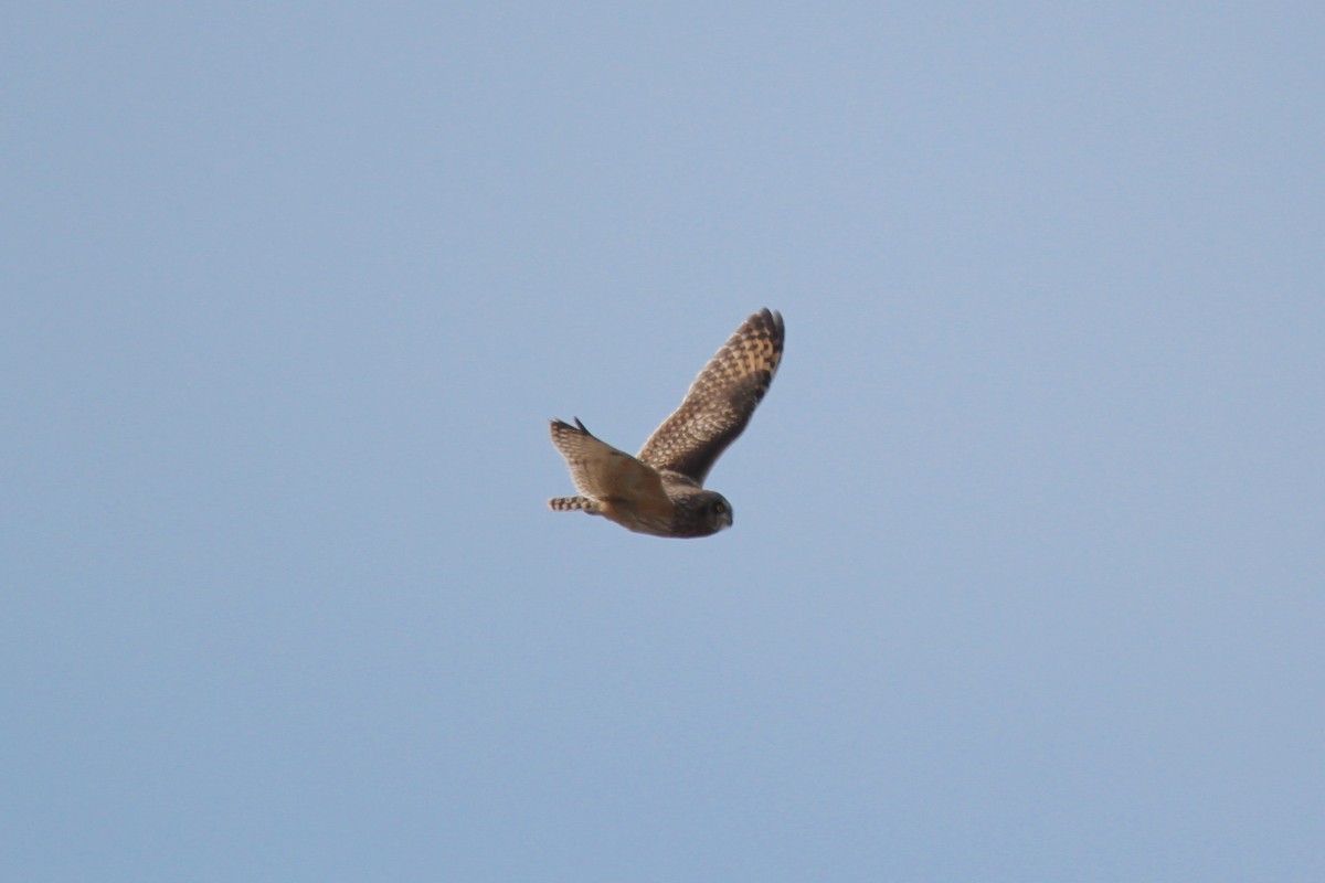 Short-eared Owl - ML52456531