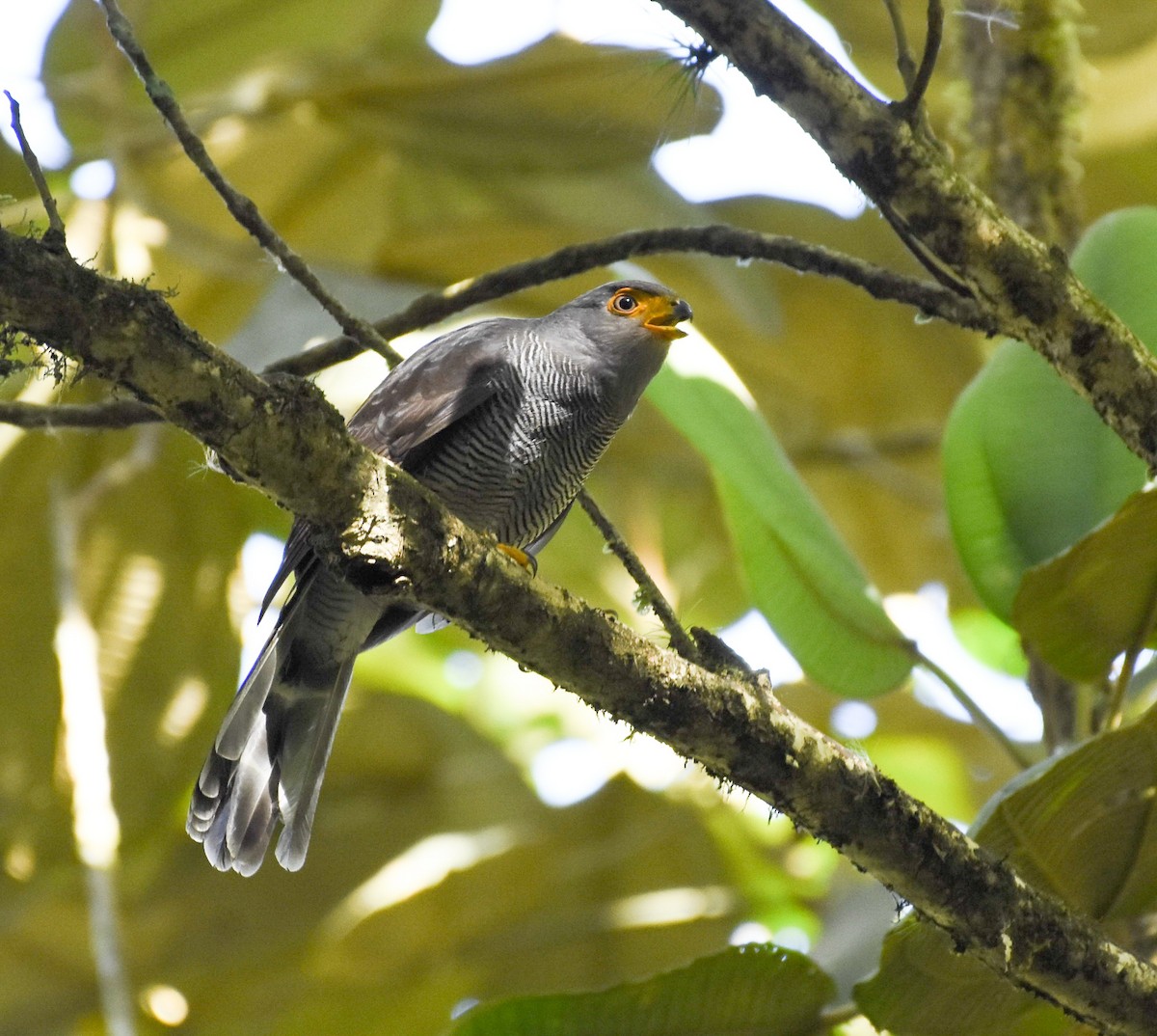 Barred Forest-Falcon - Esteban Matías (birding guide) Sierra de los Cuchumatanes Huehuetenango esteban.matias@hotmail.com                             +502 53810540