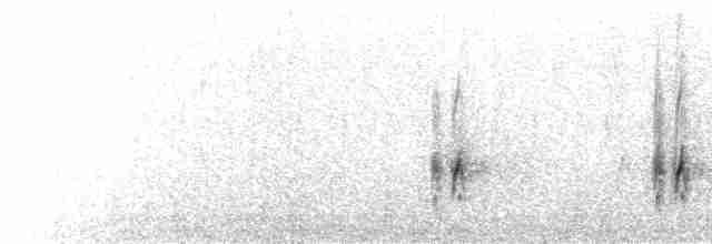  - Gray Silky-flycatcher