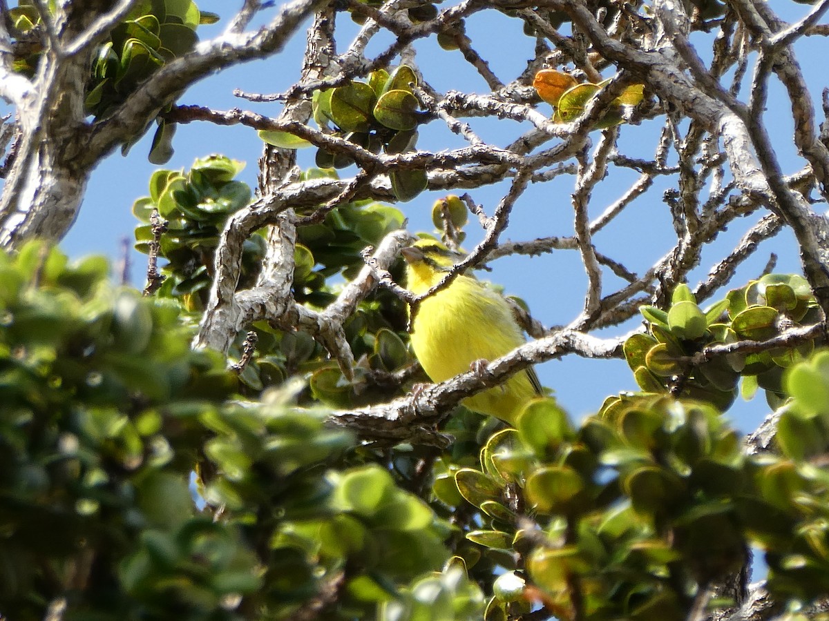 Yellow-fronted Canary - ML524569481