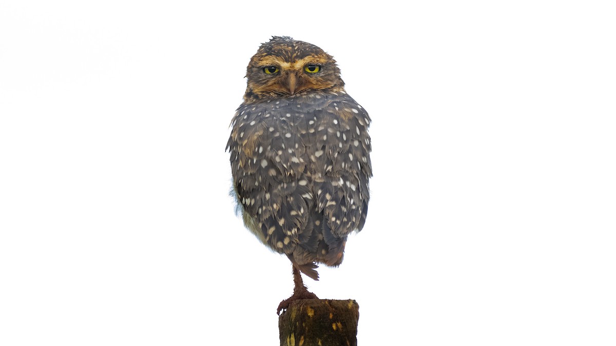 Burrowing Owl - ML524575401