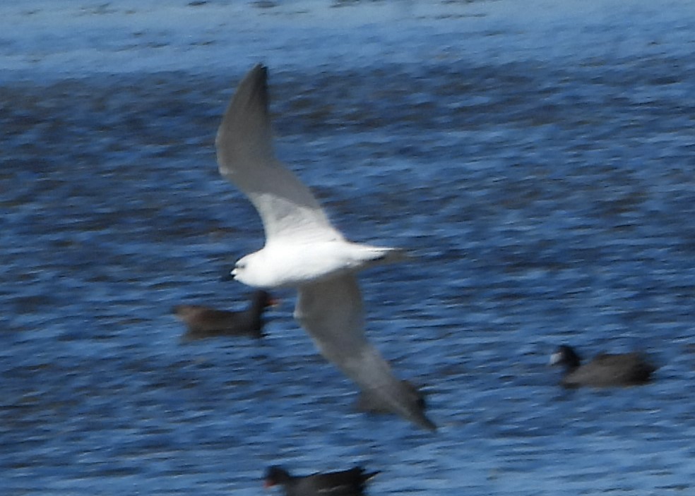 Gull-billed Tern - Mark Penkower