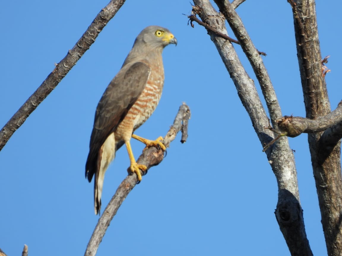 eBird Checklist - 15 Jan 2023 - Estación Experimental Forestal ...