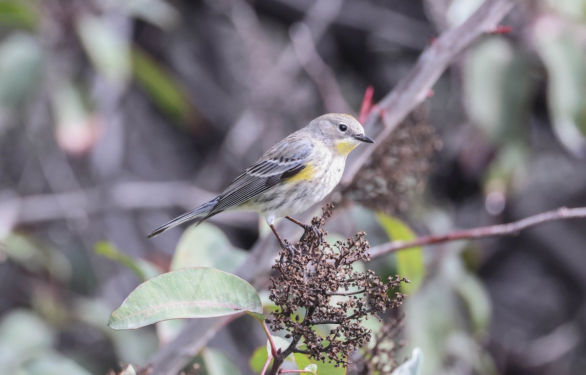 Yellow-rumped Warbler (Audubon's) - ML524581481