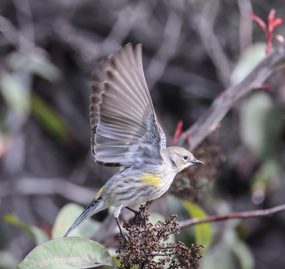 Yellow-rumped Warbler (Audubon's) - ML524581541