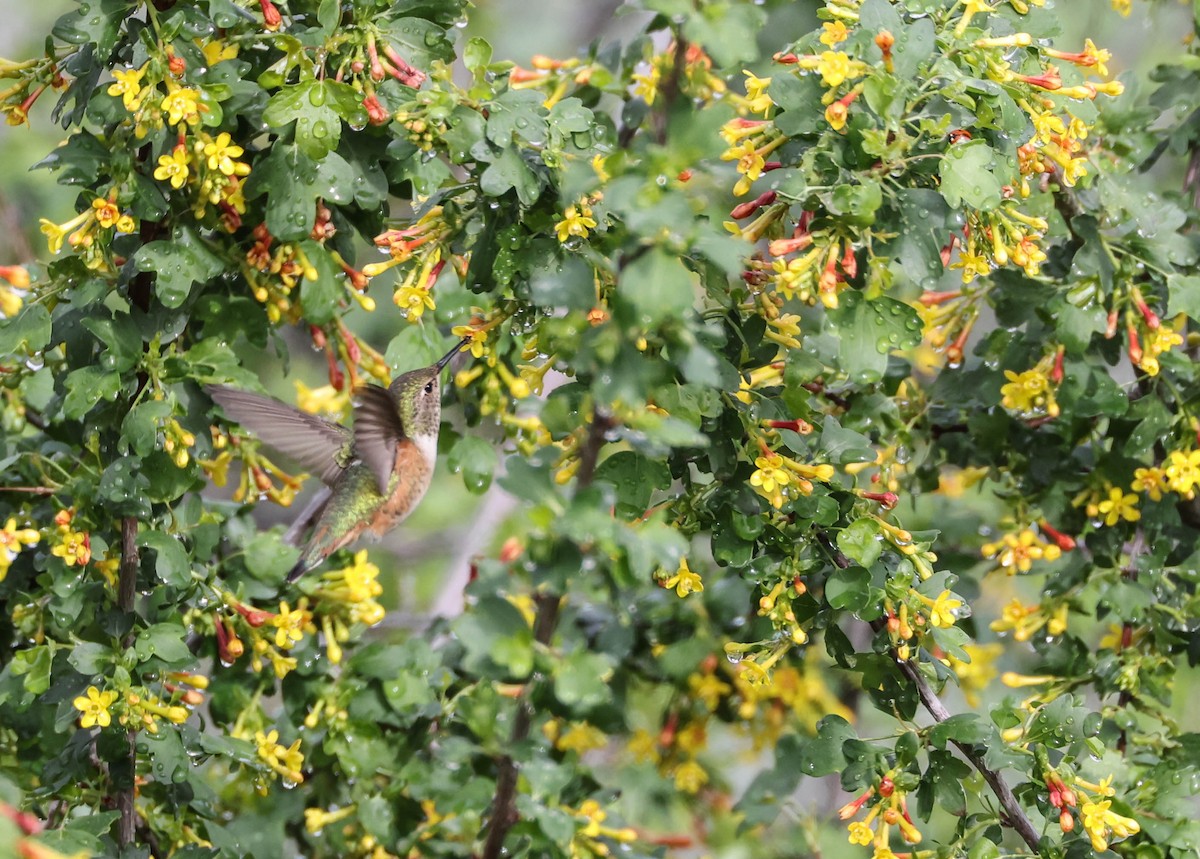 Allen's Hummingbird - ML524581691