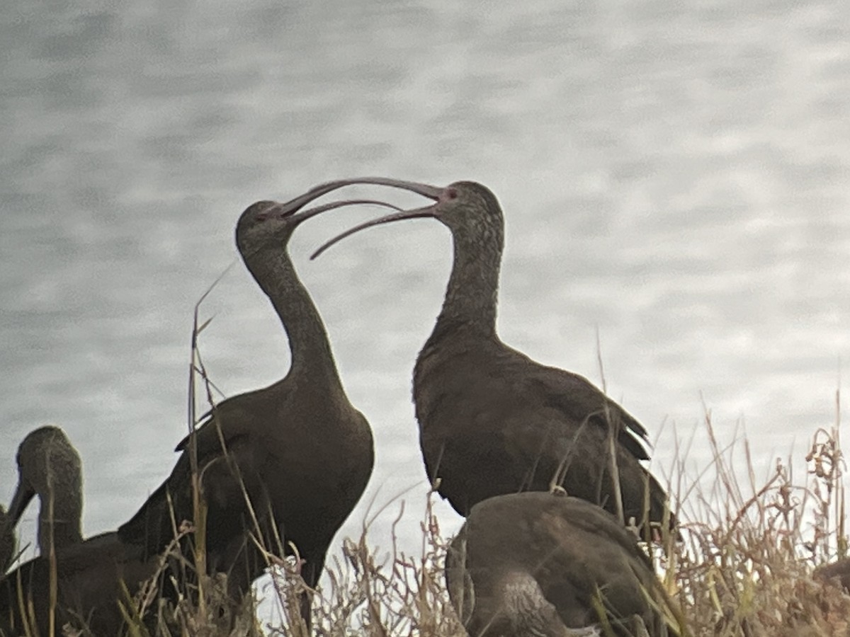 ibis americký - ML524581751