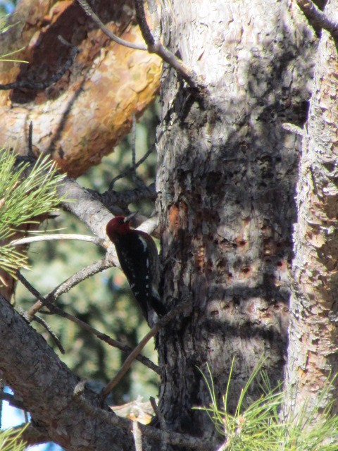 Red-breasted Sapsucker - ML524583941