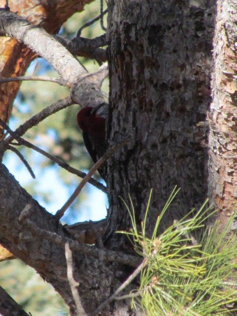 Red-breasted Sapsucker - ML524583971
