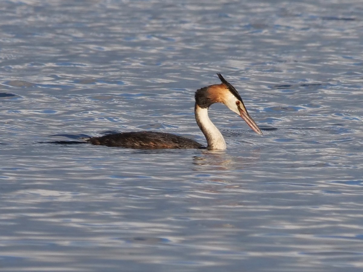 Great Crested Grebe - ML524585561