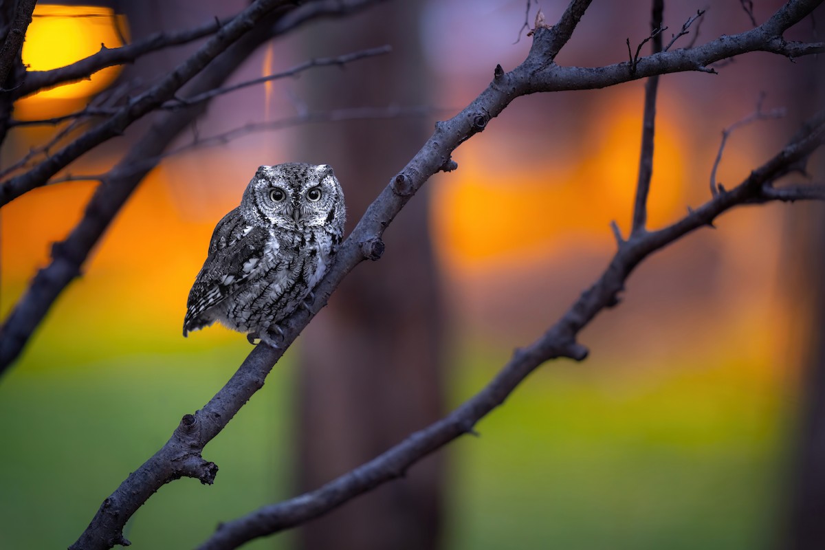 Eastern Screech-Owl - Matt Zuro