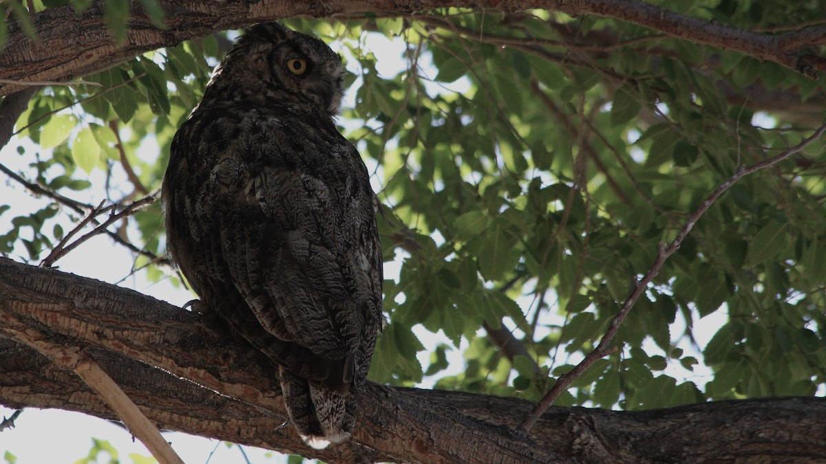 Great Horned Owl - ML524587111