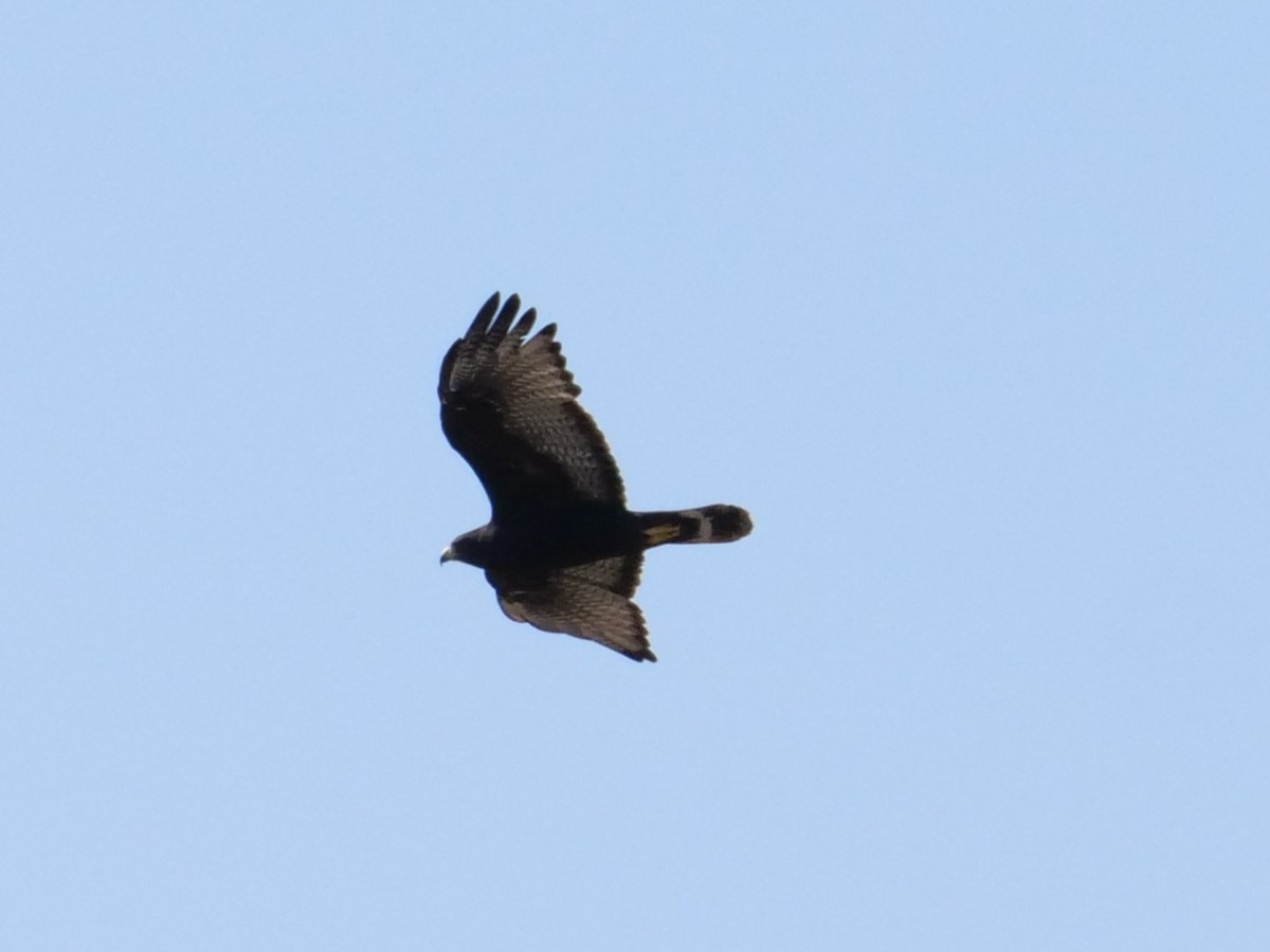 Zone-tailed Hawk - ML524590261