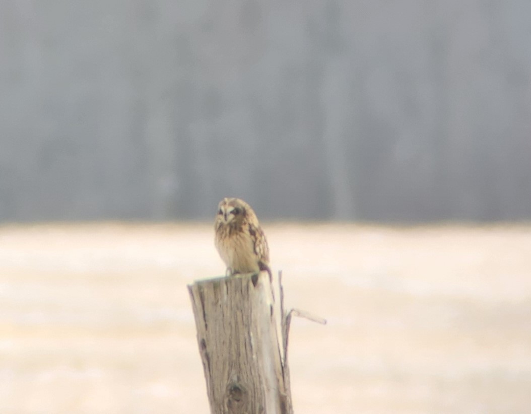 Short-eared Owl - ML524594461
