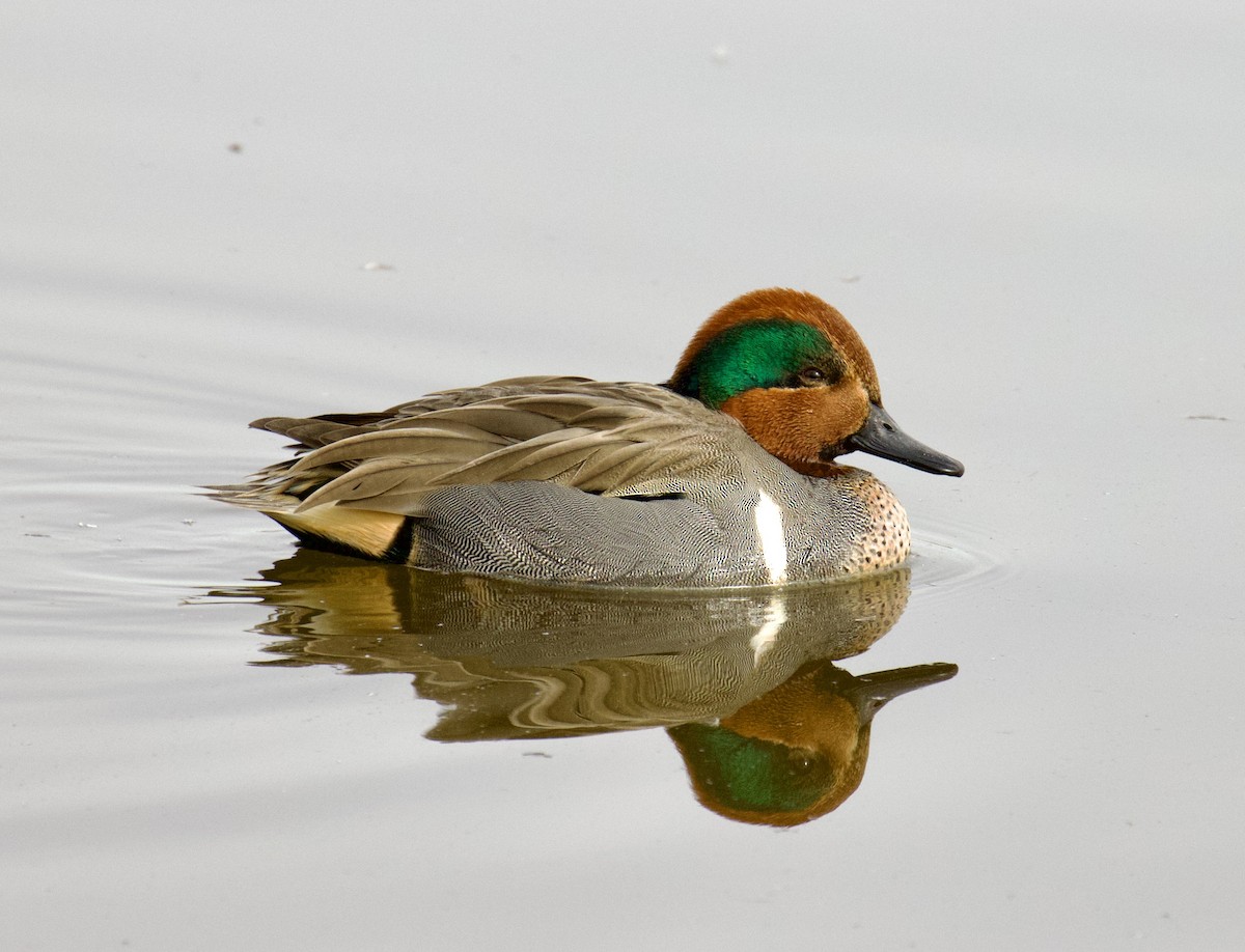 Green-winged Teal - ML524603771