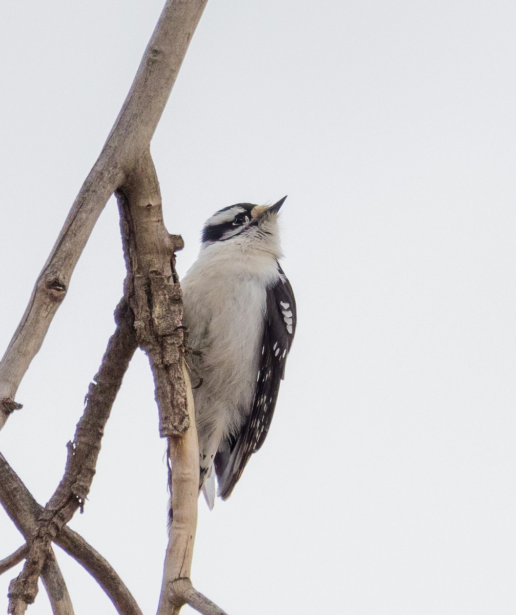 Downy Woodpecker - ML524607471