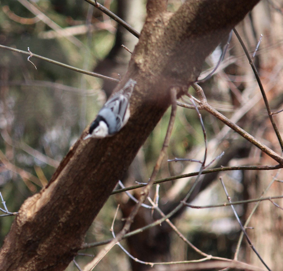 White-breasted Nuthatch - ML52461081