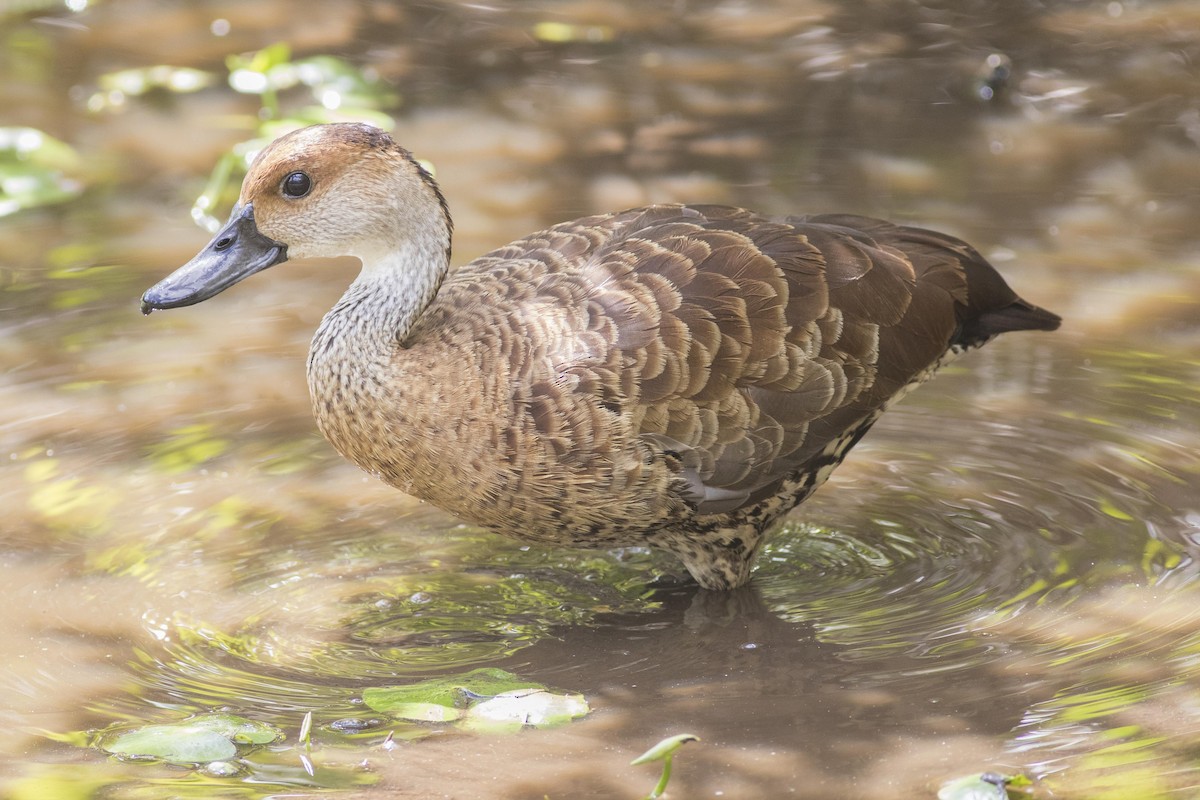 West Indian Whistling-Duck - ML52461291