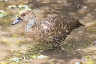 West Indian Whistling-Duck, ML52461291