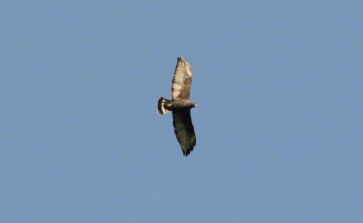 Zone-tailed Hawk - Alfredo Garcia