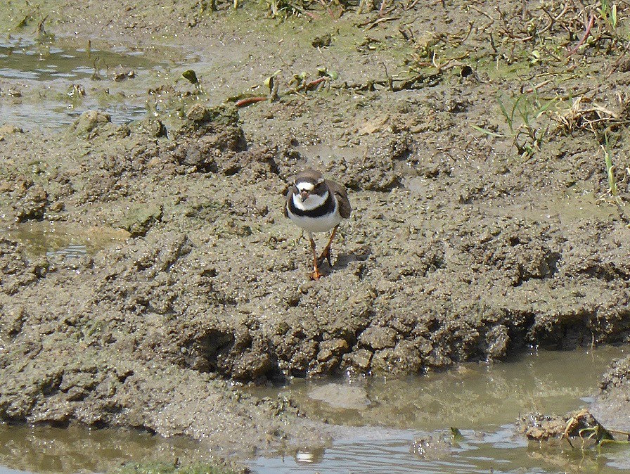 Semipalmated Plover - ML52461401