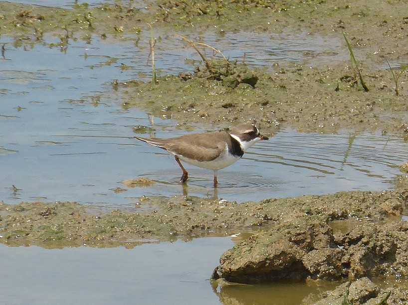 Semipalmated Plover - Nicole Spillane and Paul Jacobson