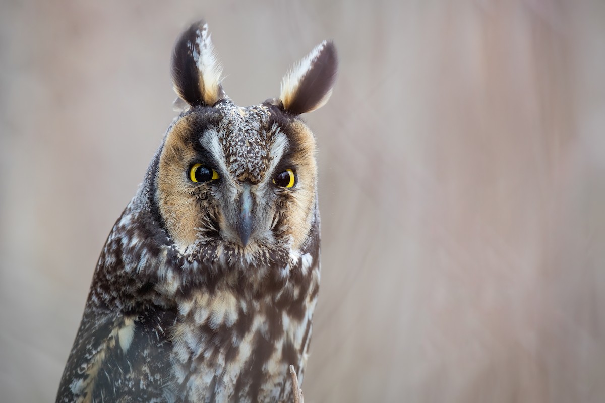 Long-eared Owl - ML524615661