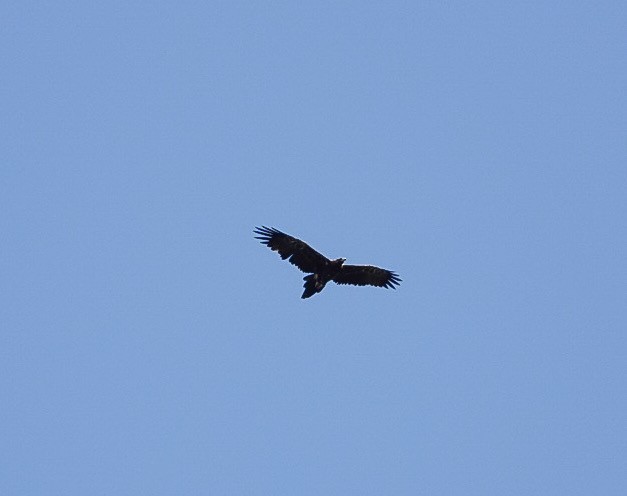 Wedge-tailed Eagle - ML524617161