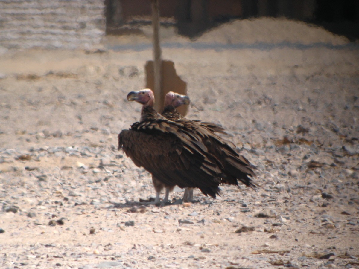 Lappet-faced Vulture - ML524619721