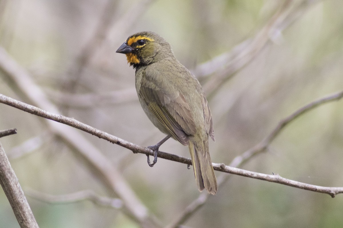 Yellow-faced Grassquit - Charmaine Anderson