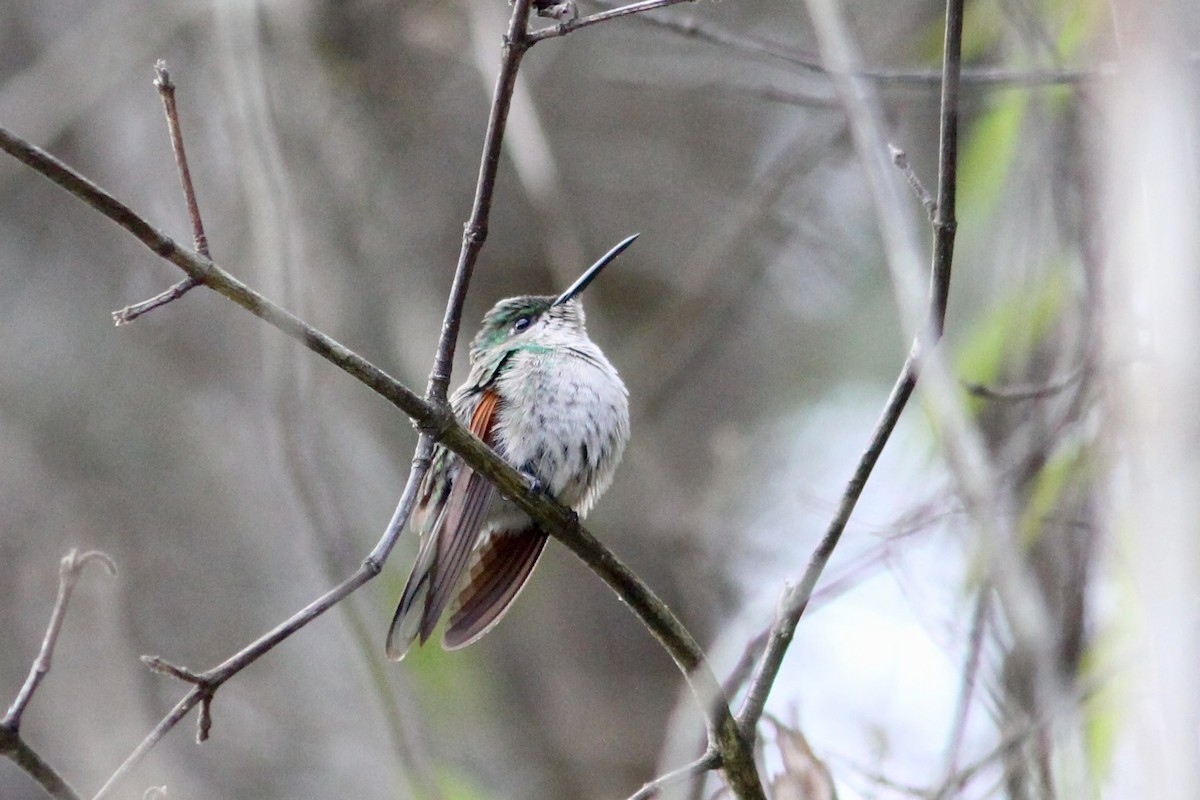 White-tailed Hummingbird - ML524621521