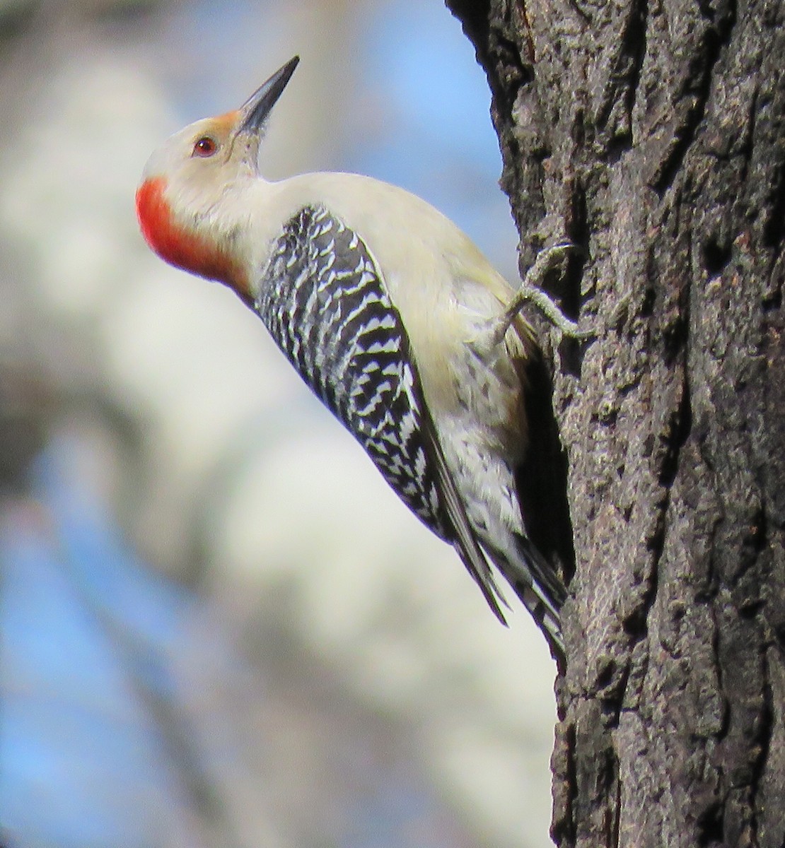 Red-bellied Woodpecker - George Chrisman