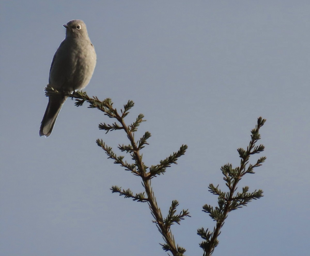 Townsend's Solitaire - ML524624881